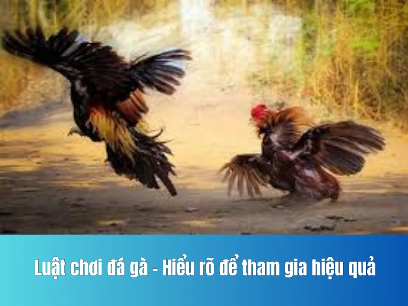chơi đá gà